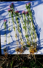 Centaurium littorale uliginosum