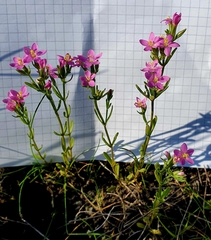 Centaurium littorale uliginosum