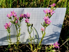 Centaurium littorale uliginosum