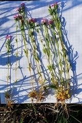 Centaurium littorale uliginosum