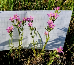 Centaurium littorale uliginosum