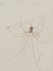 Micropholcus fauroti