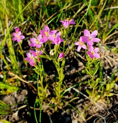 Centaurium littorale uliginosum