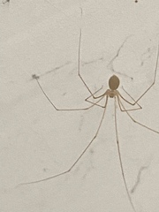 Micropholcus fauroti