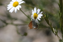 Coenonympha macromma