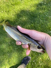 Pollachius pollachius