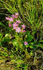 Centaurium littorale uliginosum