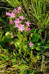 Centaurium littorale uliginosum