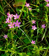 Centaurium littorale uliginosum