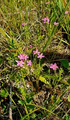 Centaurium littorale uliginosum