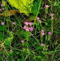 Centaurium littorale uliginosum