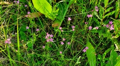 Centaurium littorale uliginosum