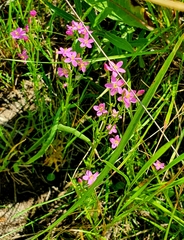 Centaurium littorale uliginosum