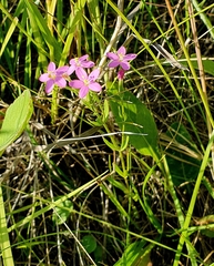 Centaurium littorale uliginosum