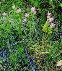 Centaurium littorale uliginosum