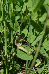 Aristolochia clusii