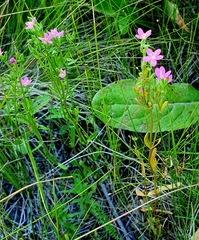Centaurium littorale uliginosum