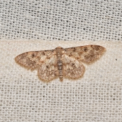 Idaea