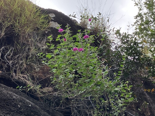 Rock Foxglove (Ceratotheca saxicola)