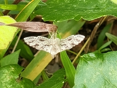 Sameodes