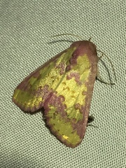 Psectrotarsia suavis