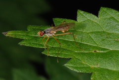 Neria commutata