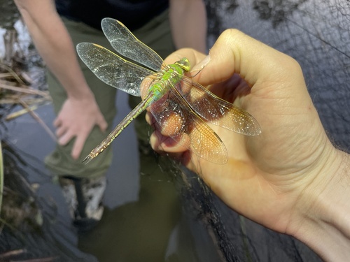 iNaturalist observation photo of Common Green Darner