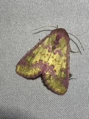 Psectrotarsia suavis