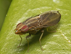 Cephaloconus cyprinus