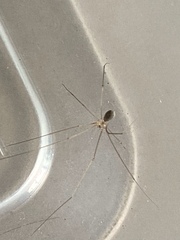 Micropholcus fauroti