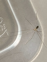 Micropholcus fauroti