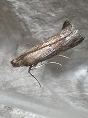 Uncinus obductella