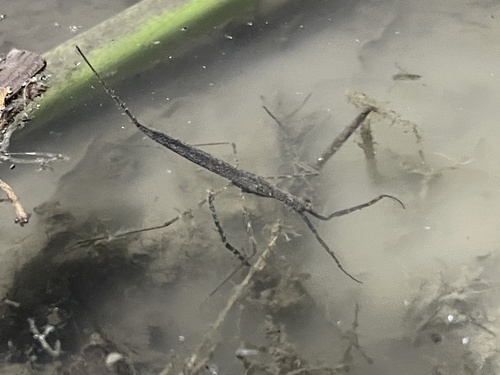 iNaturalist observation photo of ミズカマキリ属