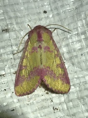 Psectrotarsia suavis