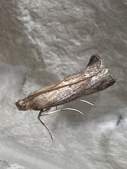 Uncinus obductella