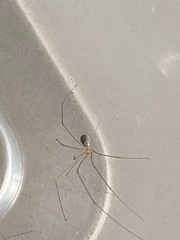 Micropholcus fauroti