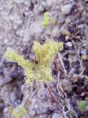 Petrosedum sediforme