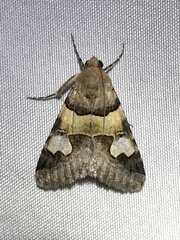 Drasteria pallescens