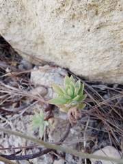 Petrosedum sediforme