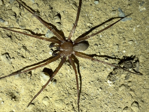 iNaturalist observation photo of Rocky Canyon Spiders