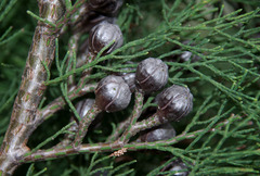 Callitris drummondii