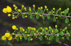 Acacia leptospermoides obovata