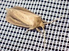 Globia sparganii