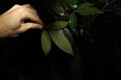 Bouchardatia neurococca