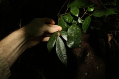 Bouchardatia neurococca