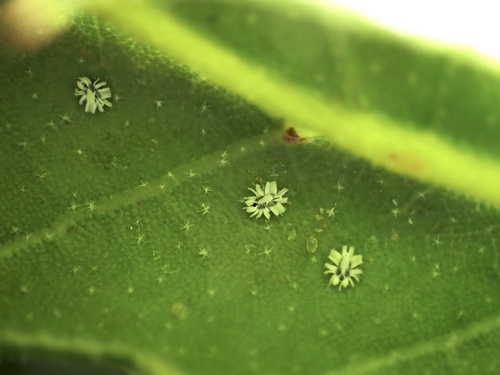 iNaturalist observation photo of Crown Whitefly