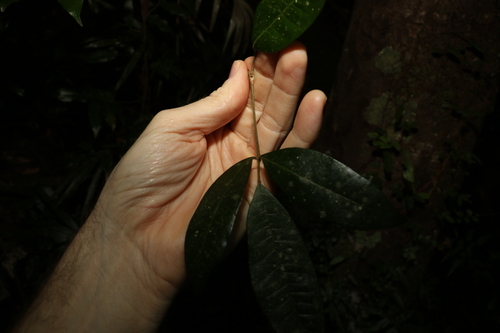 Image of Bouchardatia neurococca by (c) Greg Tasney, some rights reserved (CC BY-SA)