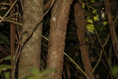 Bouchardatia neurococca