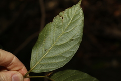 Alangium polyosmoides tomentosum