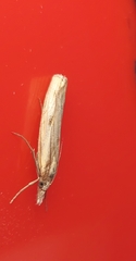 Agriphila inquinatella